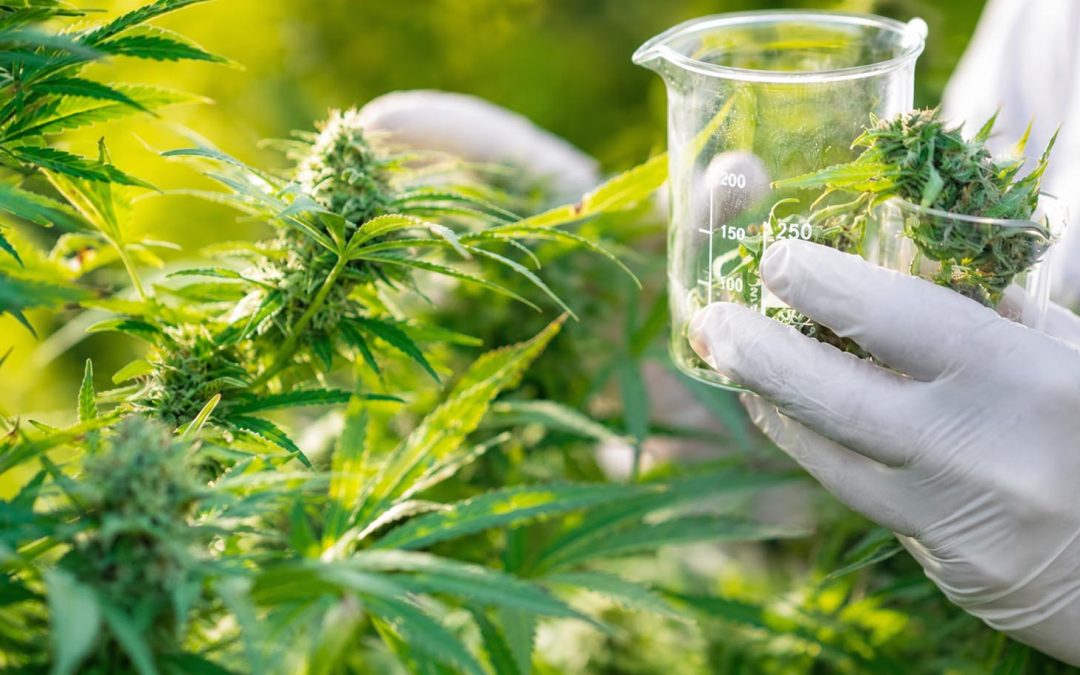 Introducción a la Endocannabinología y Terapéutica cannábica en Odontología